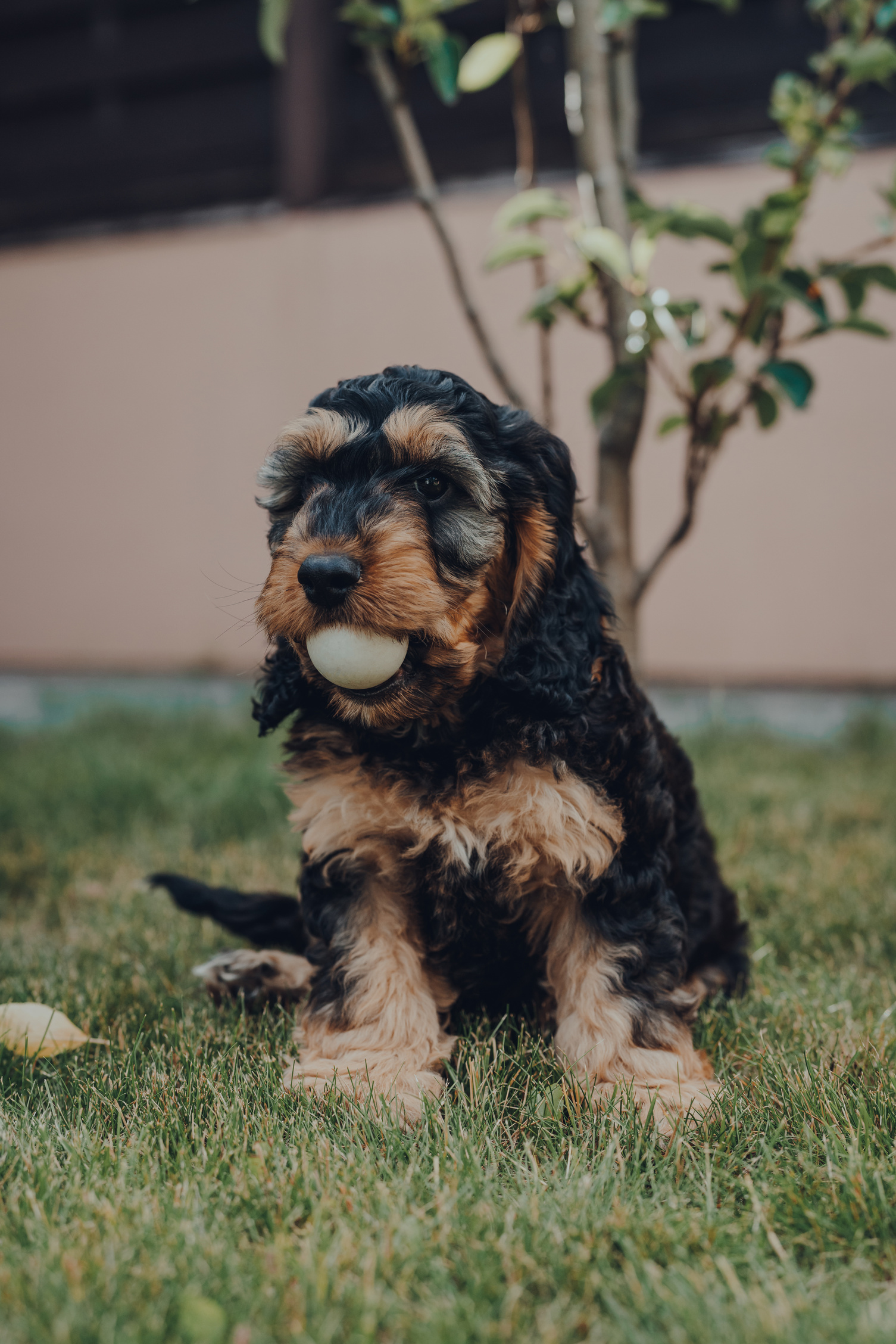 Cute Cockapoo Puppy Sitting in the Garden With a Ball in His Mouth